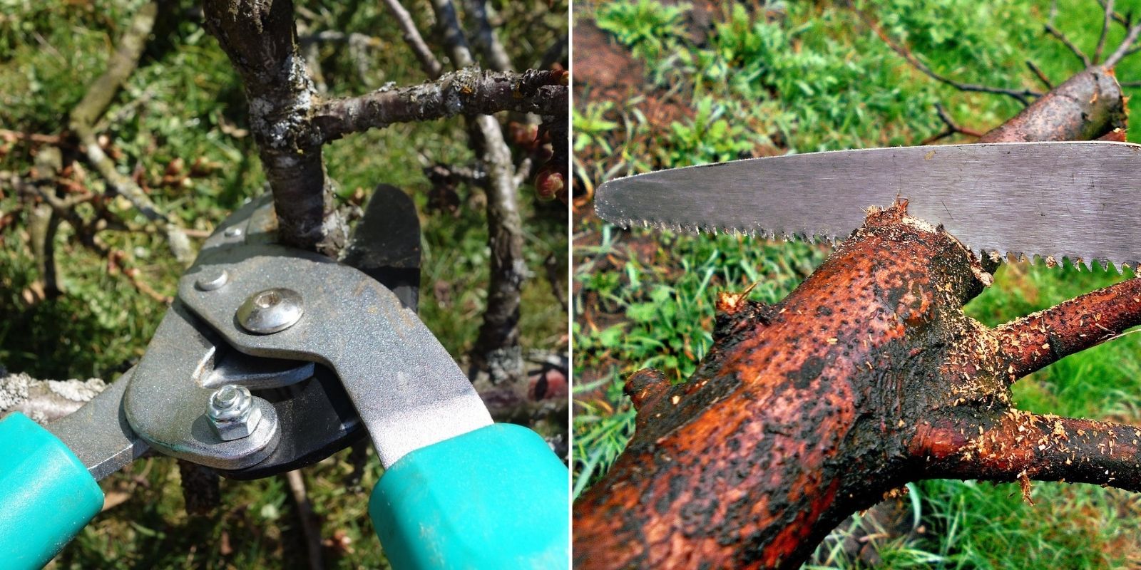 réussir l'élagage des persistants